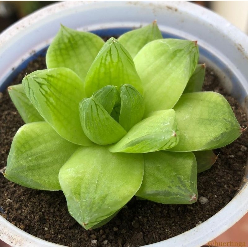 Haworthia cymbiformis