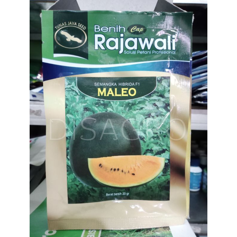 Benih Semangka Hibrida F1 MALEO Tipe Black Orange Kulit Gelap Daging Kuning