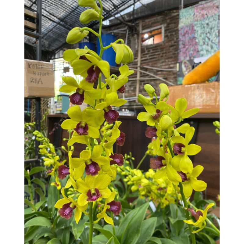 Seedling anggrek dendrobium nobile kuning / Anggrek dendrobium bunga kuning / bibit anggrek murah / 