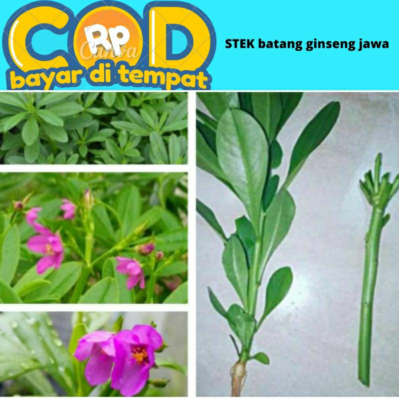 stek batang ginseng Jawa isi 20 batang