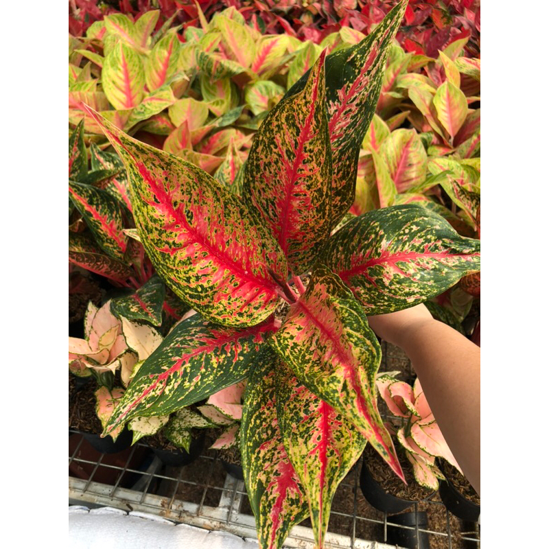 Aglaonema Hot lady Jumbo Lokal