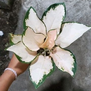 aglonema kocin sutra