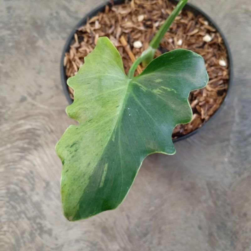 real pict, Thaumatophyllum selloum mint variegata rare plant philodendron selloum