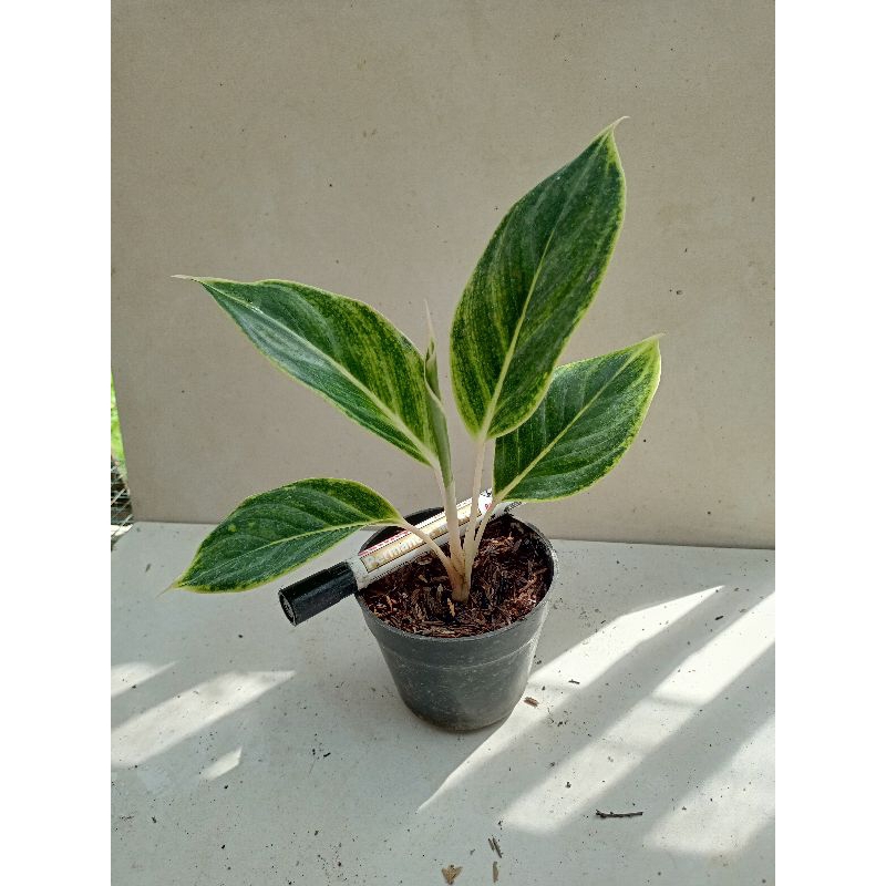 AGLONEMA LIPSTIK WHITE