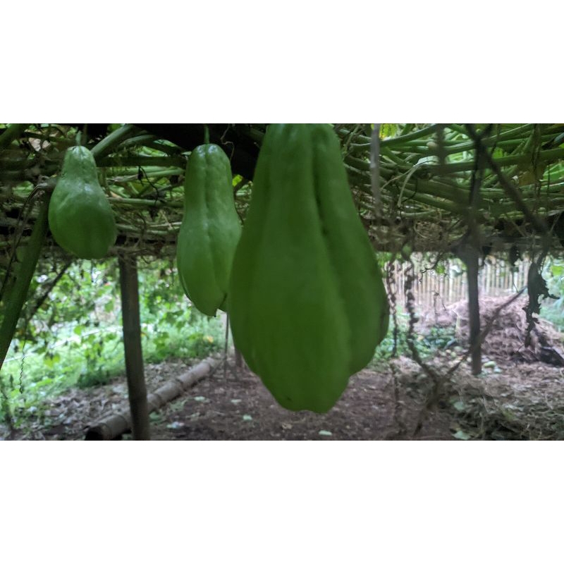 

manisa/gondes sayuran