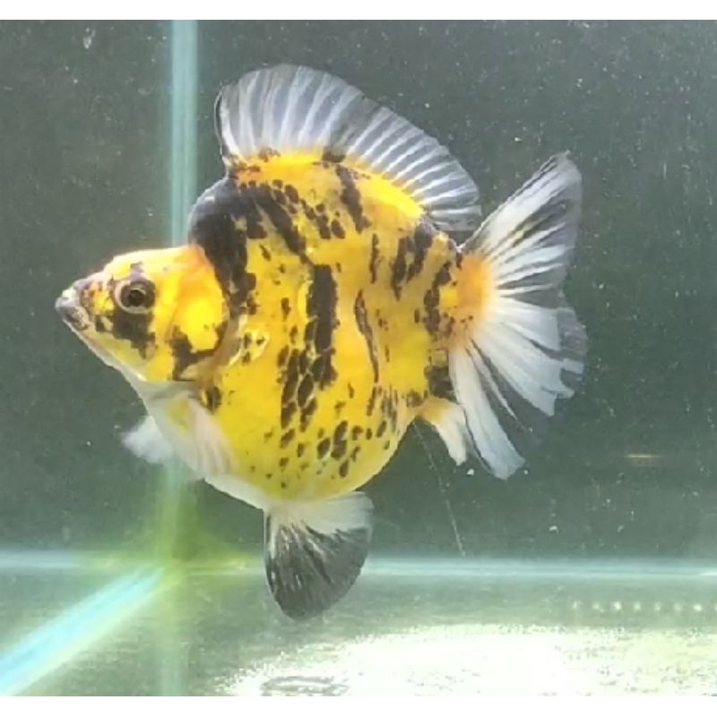 Ryukin Fancy Size Baby Goldfish Surabaya