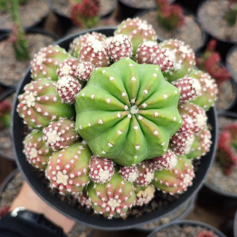 Echinopsis Inermis | D 12 Cm | Kaktus