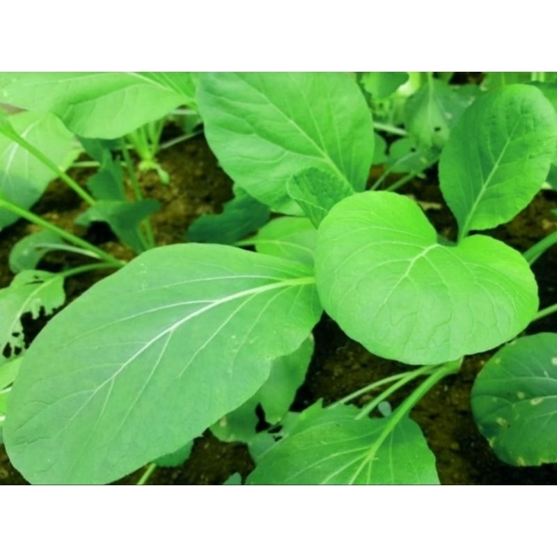 

Sawi manis. Lu chai..