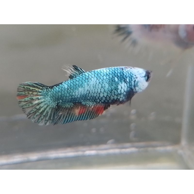 Ikan cupang avatar nemo A1