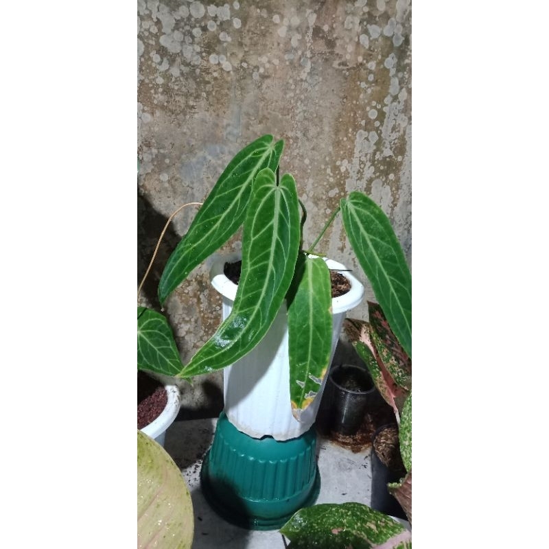 anthurium warocqueanum / lidah gajah