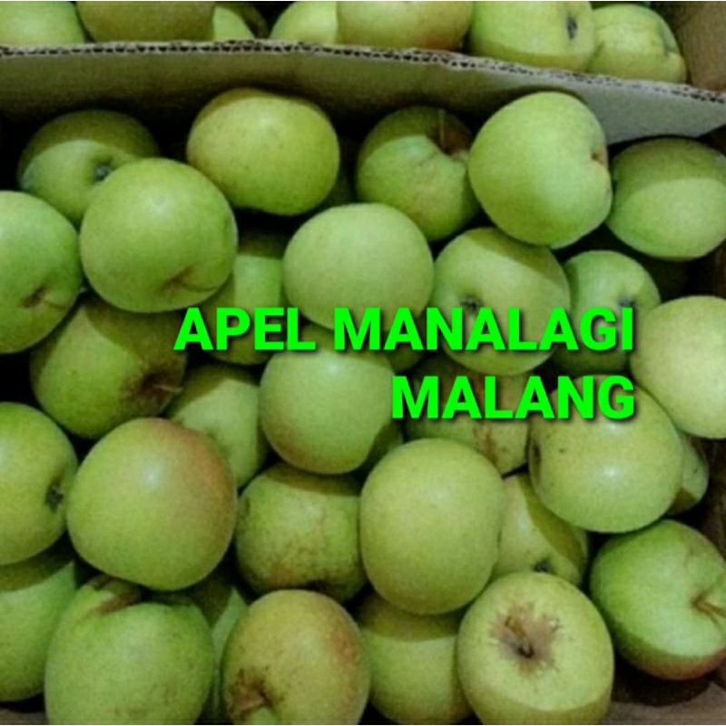 

APEL MANALAGI MALANG KHUSUS PARA SULTAN 1 KG (PREMIUM QUALITY)