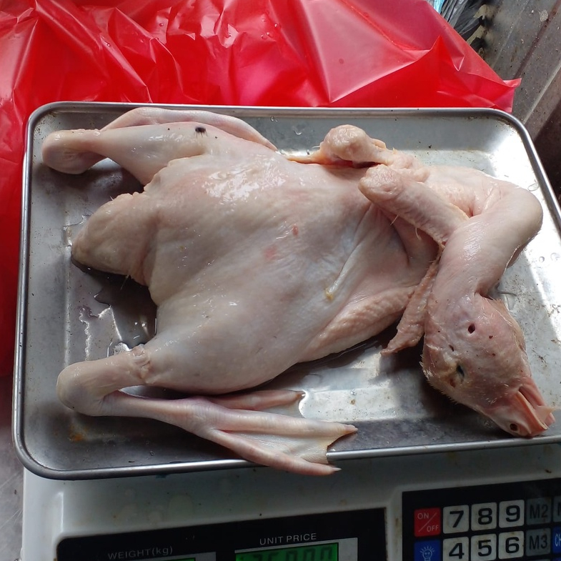 

Bebek peking ukuran 1,5kg frozen/bebek murah/bebek peking/daging bebek