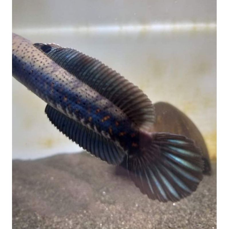 channa Blue Pulchra, size 6/9, (No Zonk) #PaketRamadhan