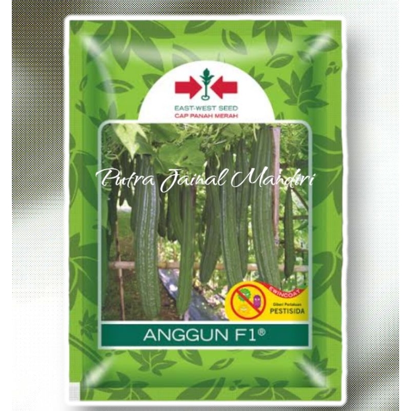 Benih Oyong ANGGUN TAVI