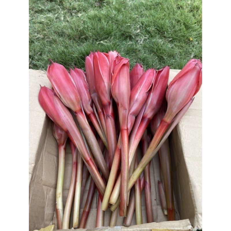 

Kecombrang merah kuncup segar 1 Kg/honje merah