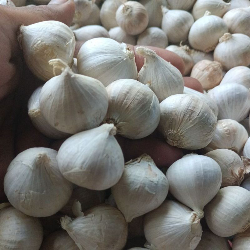 

Bawang Putih Tunggal 500GR Tanpa Pemutih PREMIUM Grade A