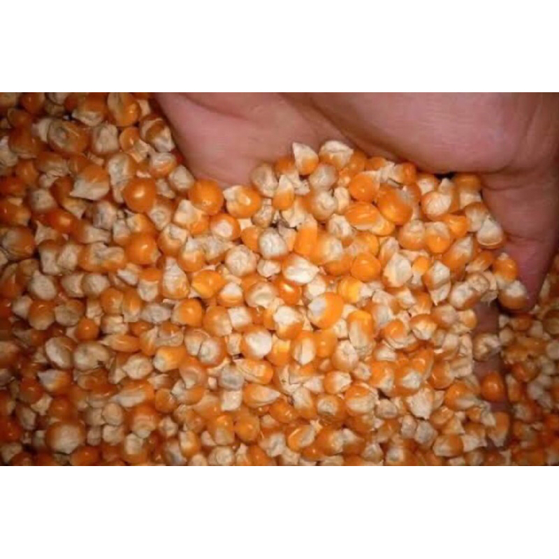 jagung kering(1kg)biji jagung kering lokal