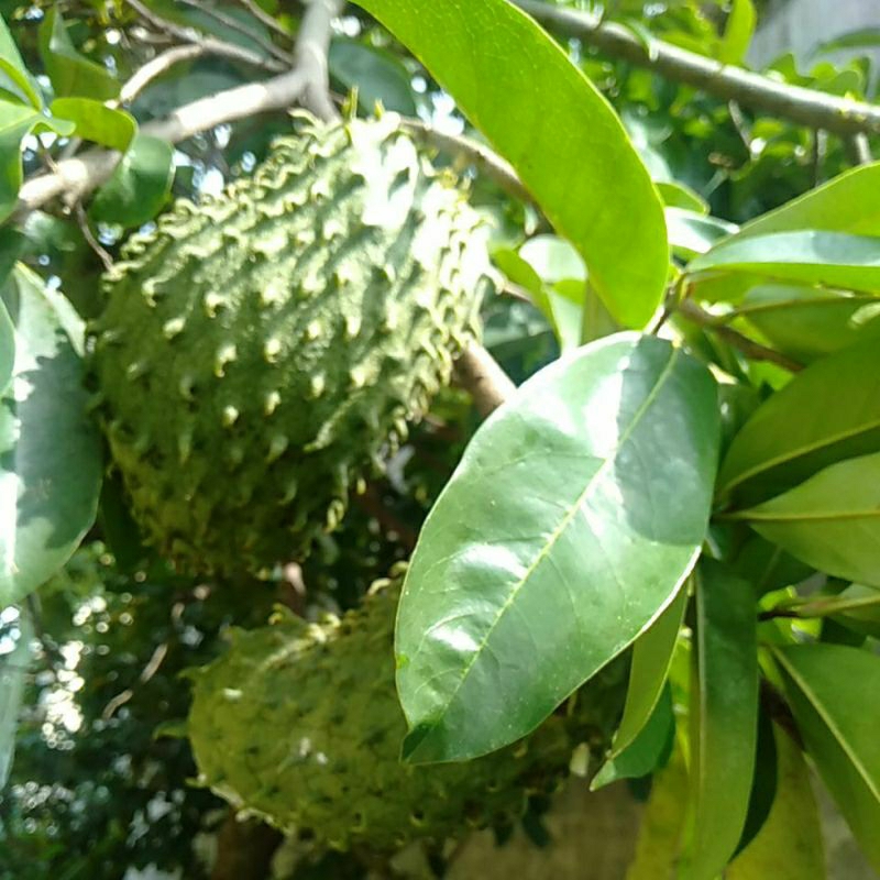 

BUAH SIRSAK RATU minim order 2 buah @