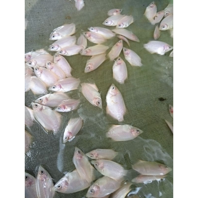 paket 10gurame Padang jempolan