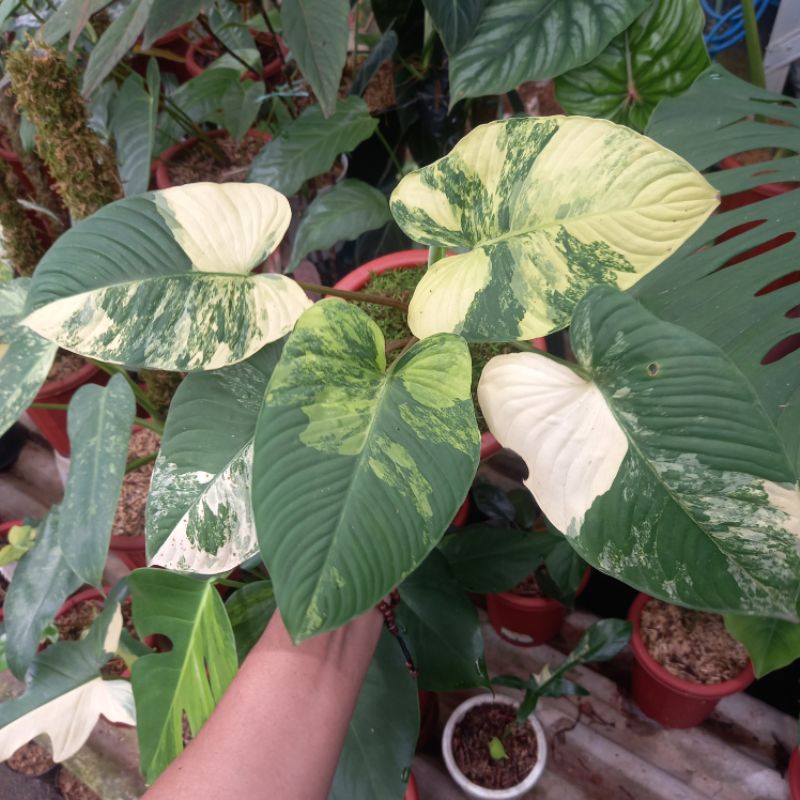 Tanaman hias homalomena varigata - homa tricolor