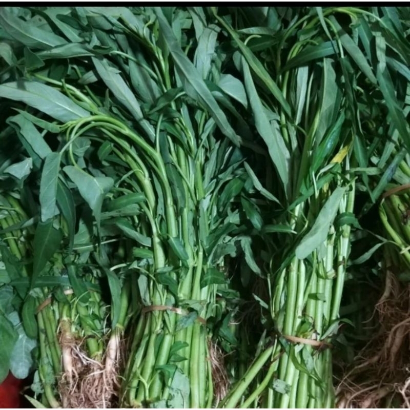 

Sayur Kangkung Akar Ikatan (lagi naik)