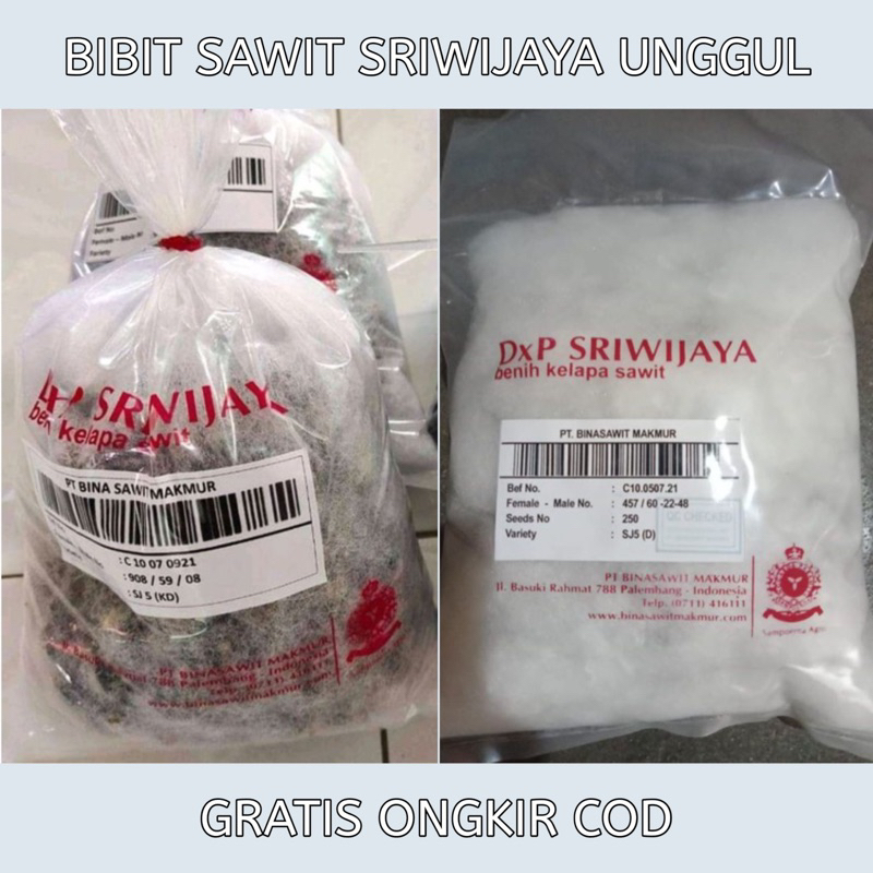 DxP SRIWIJAYA BIBIT SJ5 SRIWIJAYA KUALITAS UNGGUL