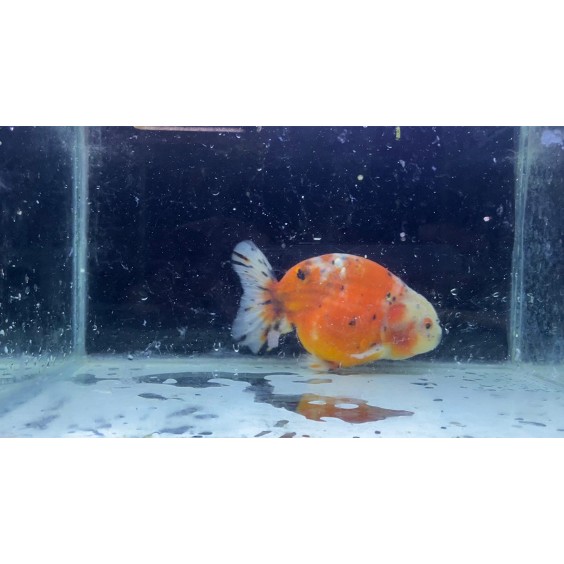 koki rancu jumbo 15cm pancawarna