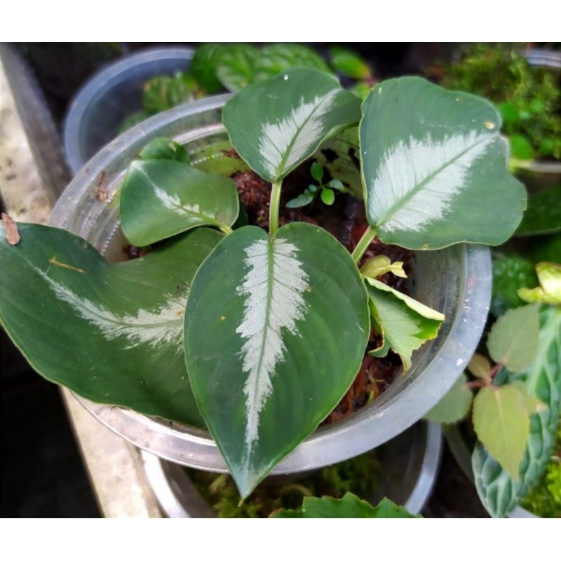 Tanaman murah / schismatoglottis sp.