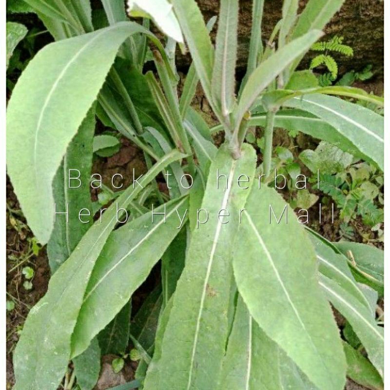 

DAUN TEMPUYUNG SEGAR 1KG