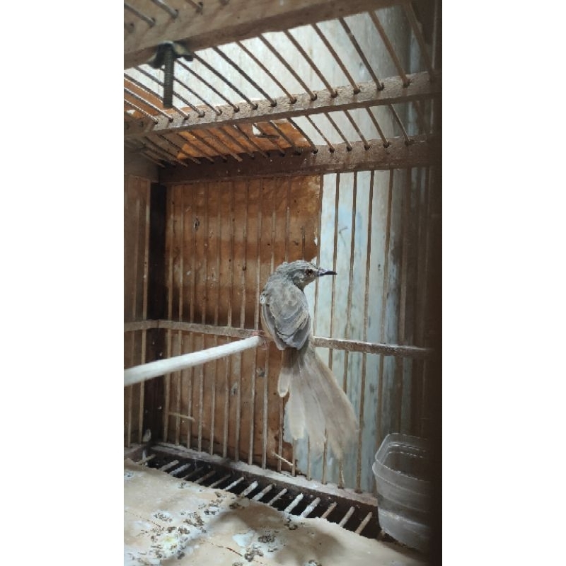 CIGUN BAHAN JANTAN RAWATAN