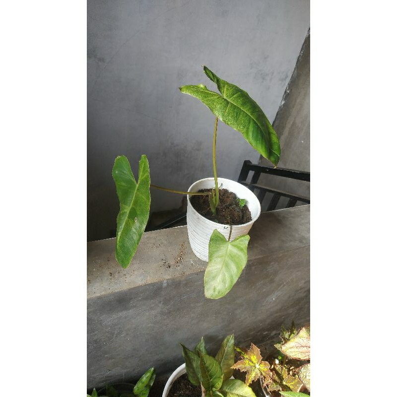 philodedron paraiso Verde/pilo verde