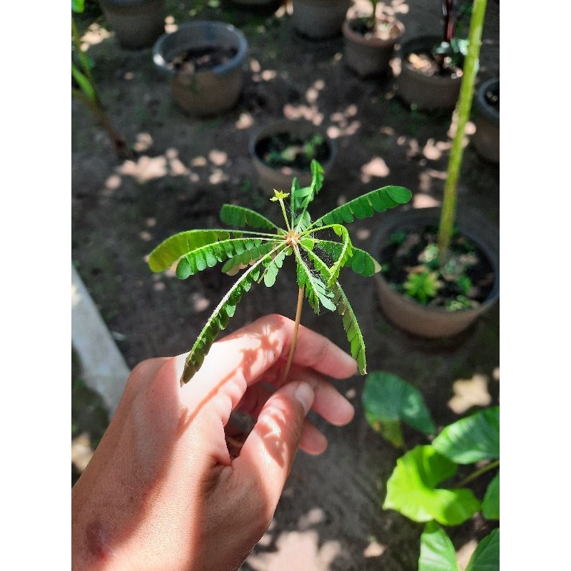 tanaman Biophytum sensitivum tanaman palludarium terrarium vivarium