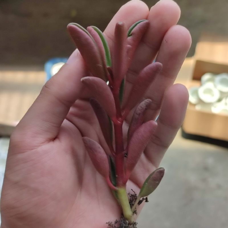 Peperomia graveolens ruby glow / Sukulen cabe merah