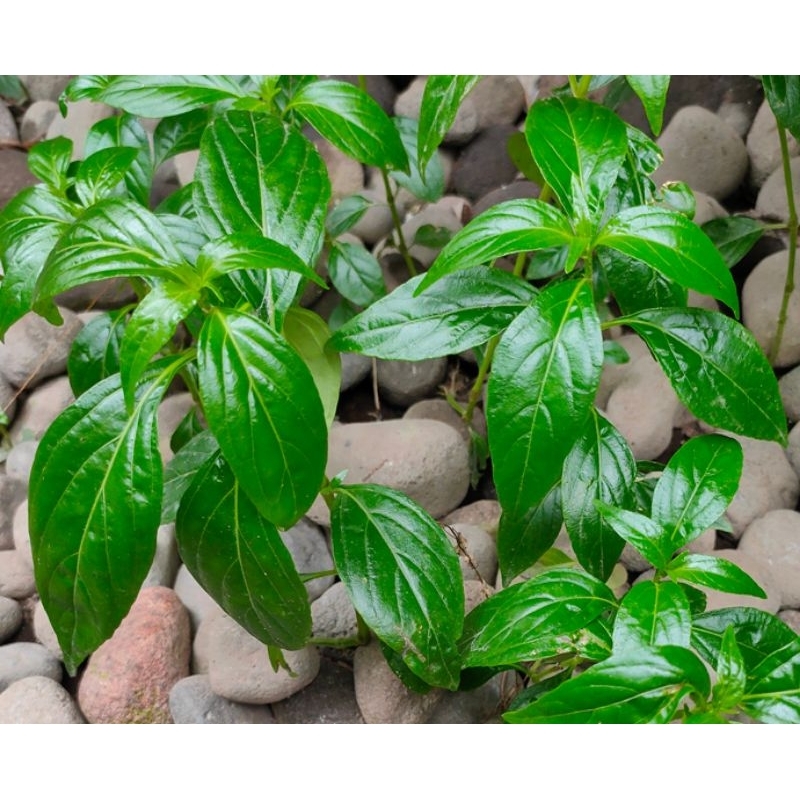 

daun herbal sambiloto 30 g