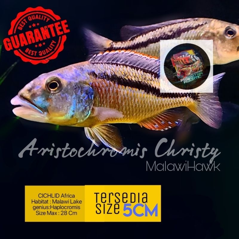 Cichlid Aristochromis Christy / Malawi Hawk