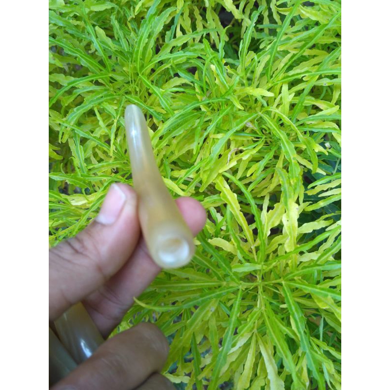 cangklong tanduk kerbau bule dan sapi bule