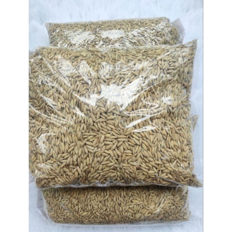 bibit padi unggul cupat manggu merah beras merah 1 kg