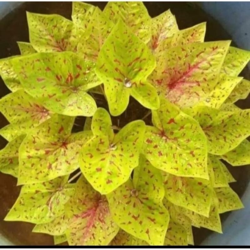 Murah Umbi Caladium Yellow Leopard - keladi hias import thailand