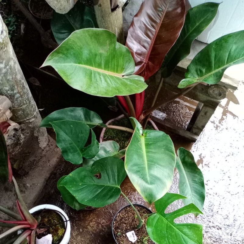 ph chery ph montera king