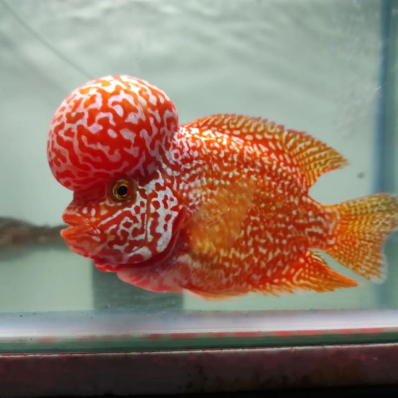 PELET LOHAN BELI 3 BONUS 1 YELLOW GOLDEN BASE BERKUALITAS BERGARANSI