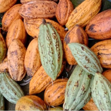 

Buah kakao | buah cokelat 1kg (forastero)