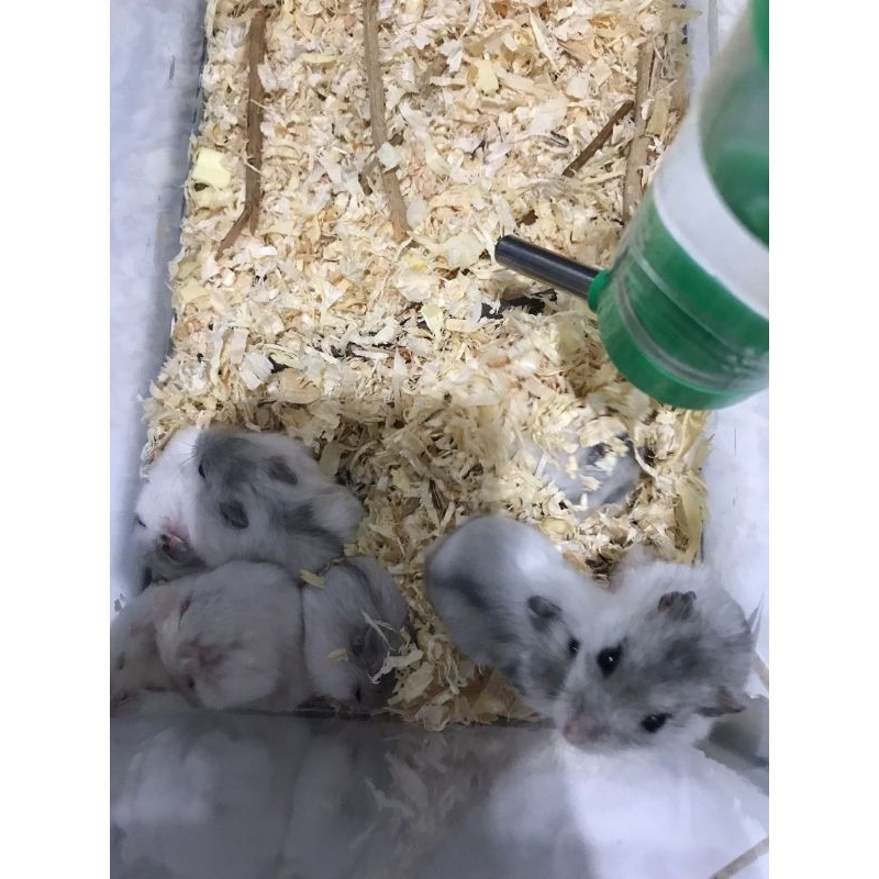 Hamster Winter White Jinak