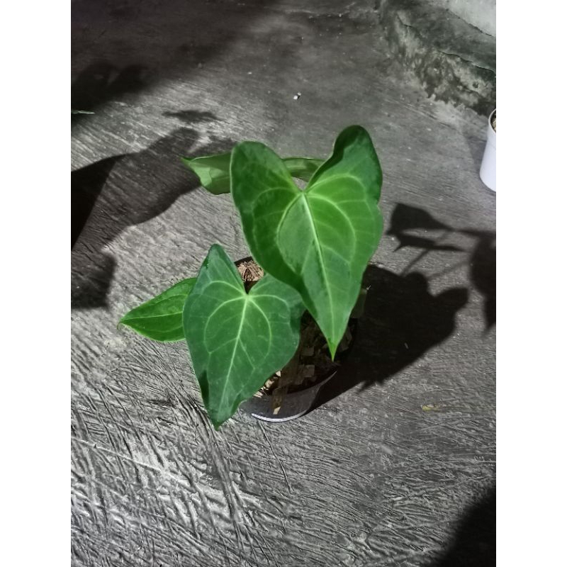 anthurium delta force hybrid