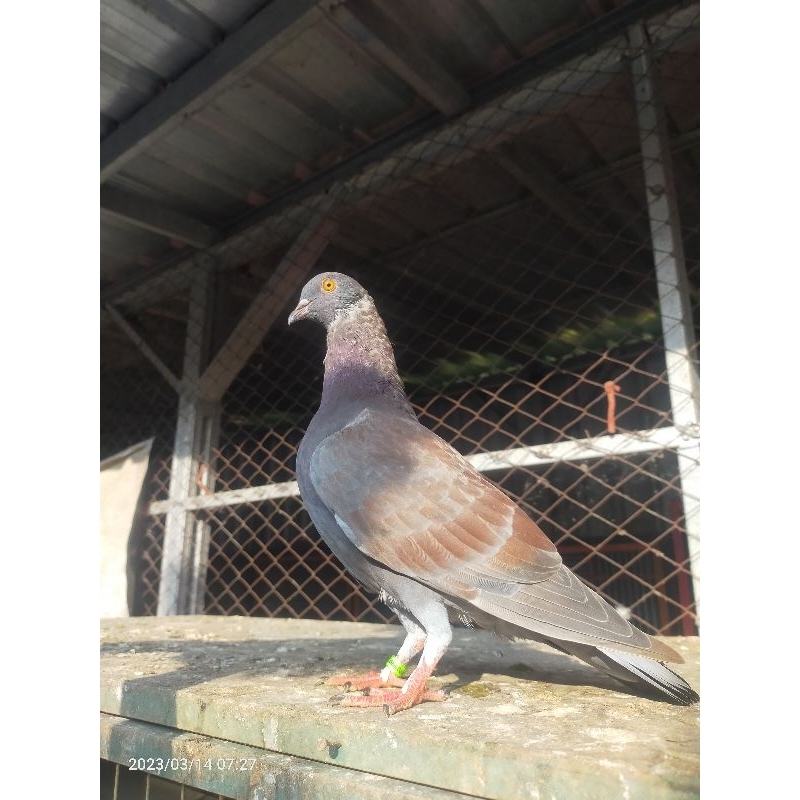 merpati jantan