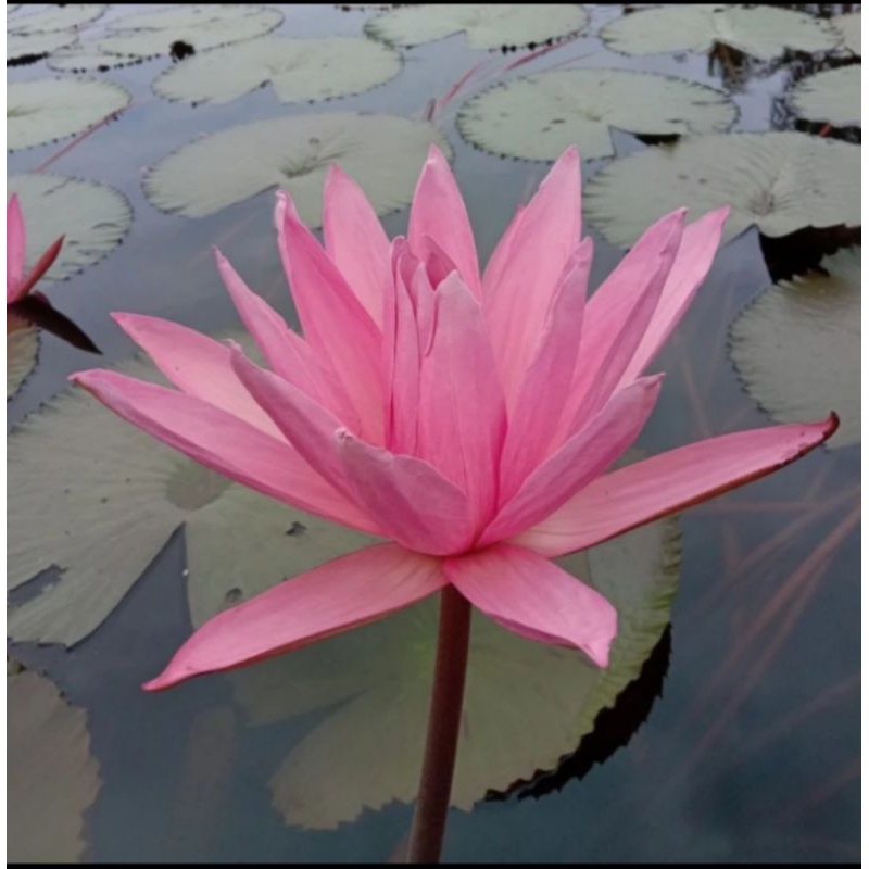 TANAMAN AIR~TERATAI RUBRA MERAH~HIASAN KOLAM IKAN~TANAMAN KOLAM