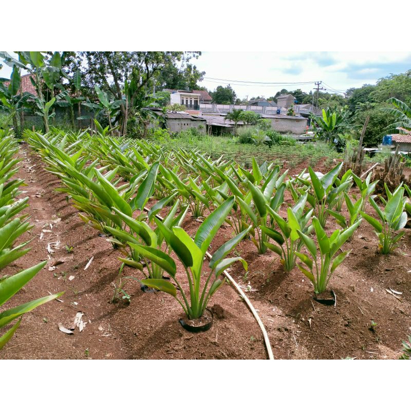 Bibit pohon pisang kipas