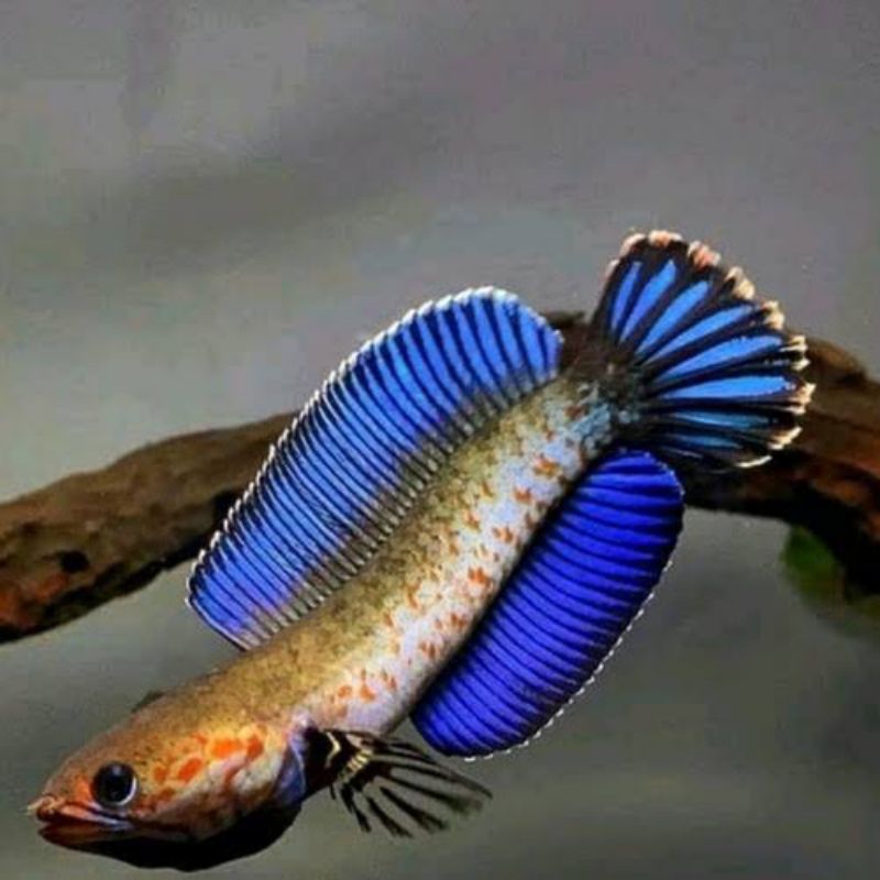 BONUS PELET blue dwarf andrao 4-8cm bisa COD