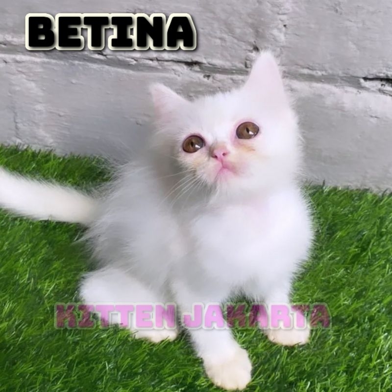 Kucing/ Kitten Persia Peaknose exotic