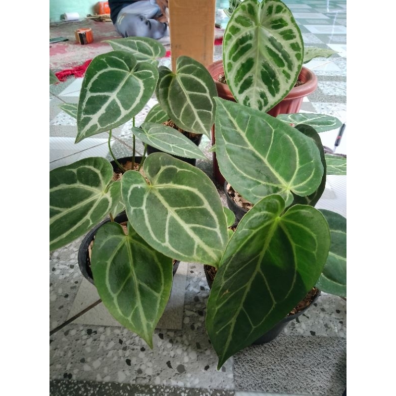anthurium hybrid