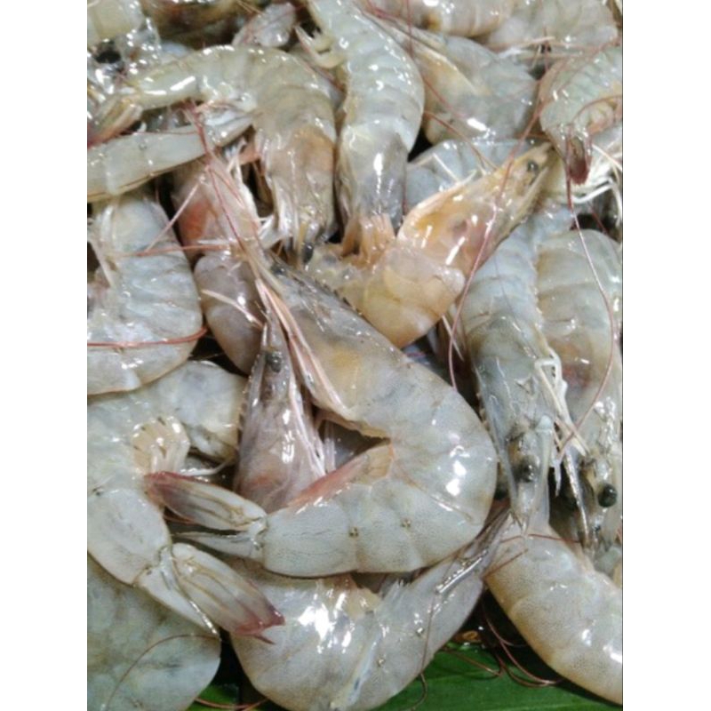 

Udang Segar 1KG Ukuran Sedang / Udang Fresh 1KG Udang
